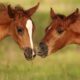 Five Basic Steps to Foal Care and Maintenance
