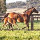 Angular Limb Deformities and Associated Problems in Young and Developing Foals