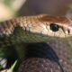 Do you know the signs and symptoms of Equine Snake Bite?