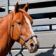 15 Tips For Travelling Your Horse