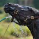 Heat Stress – Training And Competing In The Warmer Months