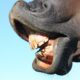 Five Steps To Improving Your Horses Dental Health