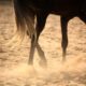 Regenerative Therapy For Equine Athletes