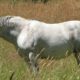 Equine Metabolic Syndrome