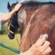 What Is Your Equine Emergency Plan?