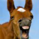 Five Tips For Preparing For The Foaling Season