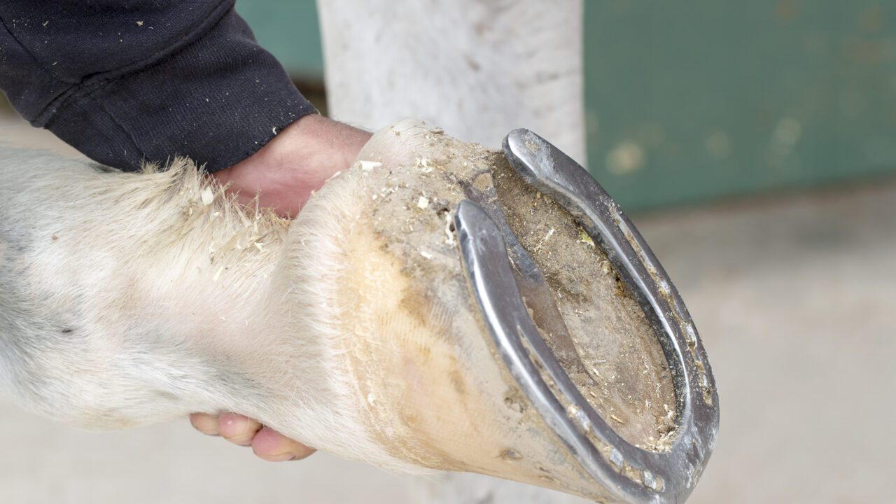 Heel Pain In Performance Horses: EPLC