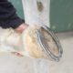 Heel Pain In The Performance Horse
