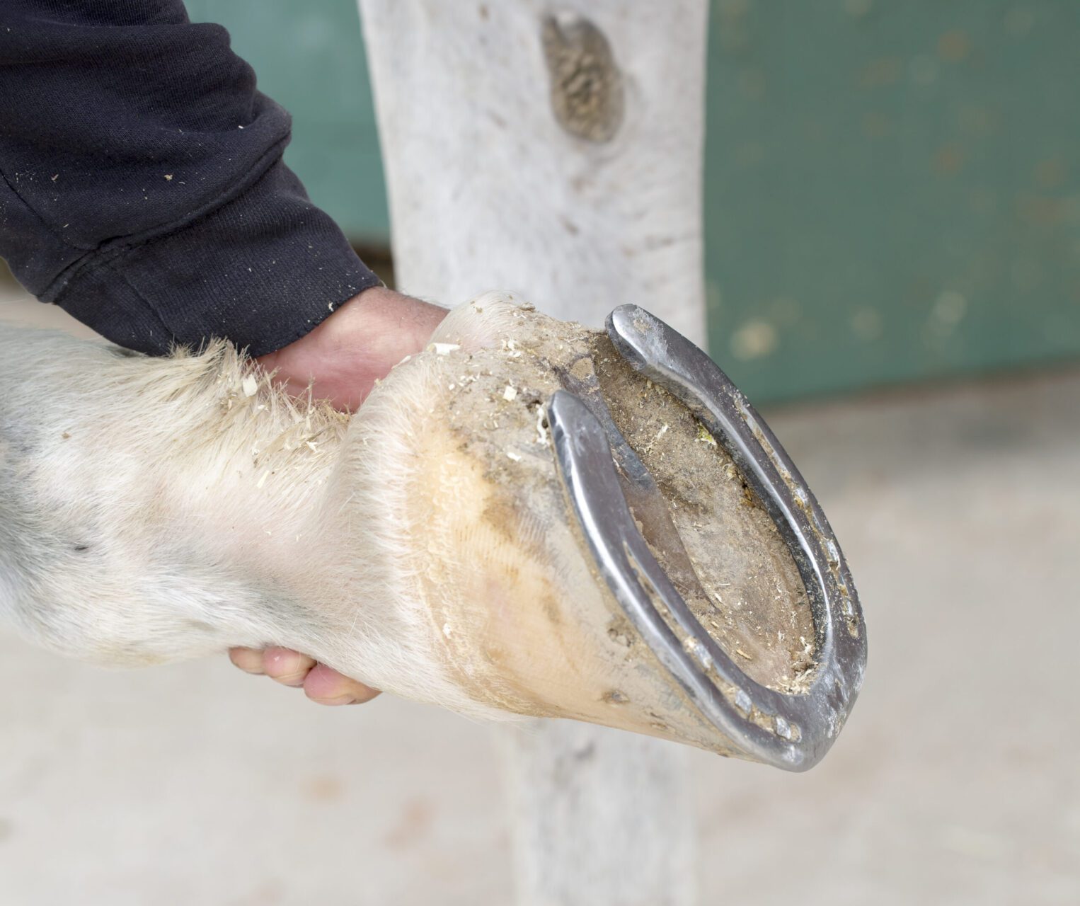Heel Pain In Performance Horses EPLC