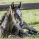 Eight Characteristics of Normal Foal Behaviour